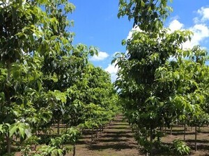 茨城県阿見町×植木生産/法人【42844】-top