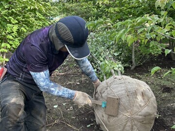 茨城県阿見町×植木生産/法人【42844】-1