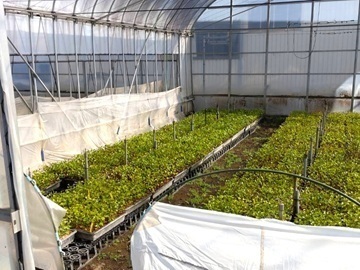 茨城県阿見町×植木生産/法人【42844】-2