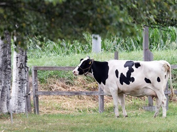 有限会社鹿追町デーリィーサービスカンパニィ-top
