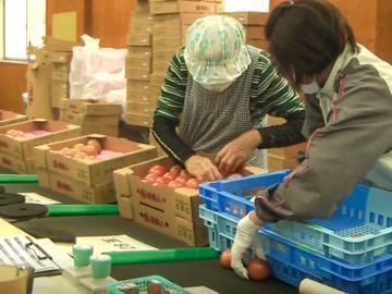 山口県荻市×野菜/法人【42848】-3