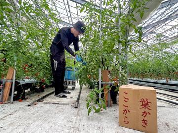 山口県荻市×野菜/法人【42848】-2