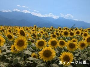 北海道北竜町×稲作・野菜・加工販売/法人【4598】-top