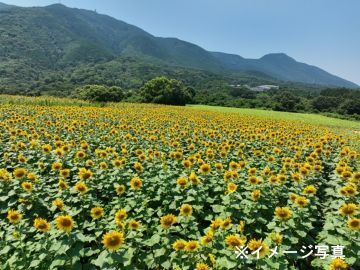 北海道北竜町×稲作・野菜・加工販売/法人【4598】-3