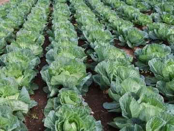 丸善薬品産業株式会社-4