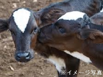 北海道士幌町×酪農/個人【42856】-2