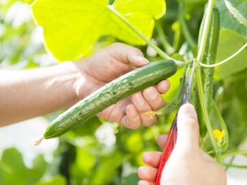 中山ファーム-5