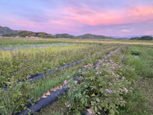 エムアイ・ソリューション株式会社-top
