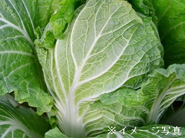 三重県津市×稲作・露地野菜/法人【42863】-1