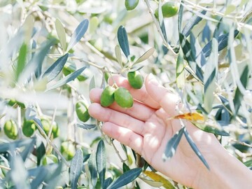 大分県国東市×観光農園/法人【42864】-top