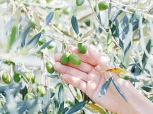 大分県国東市×観光農園/法人【42864】-top