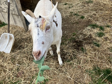 松枝牧場(加藤牧場)-7