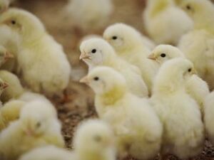 住田フーズ株式会社-top