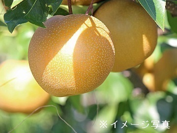 株式会社ファーマインド大分農園【大分県:果樹】-top