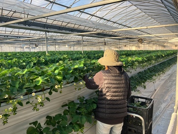 株式会社いちご工房-5