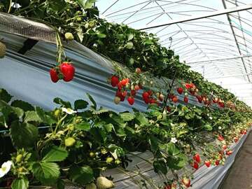 株式会社いちご工房-3