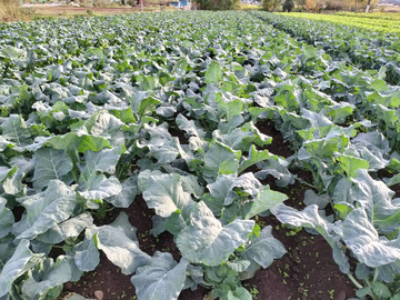 石川ファーム-5