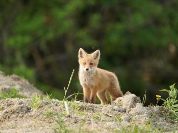 有限会社藤井牧場-5