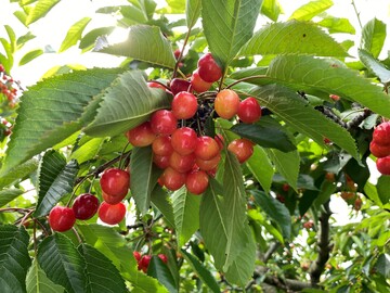 株式会社オーチャード奥洞爺-2