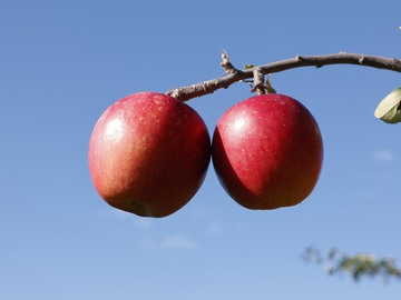 株式会社オーチャード奥洞爺-4