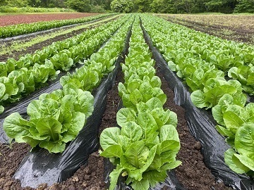 株式会社フォレストファーム女鹿口-2