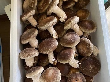 株式会社フォレストファーム女鹿口-5