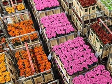 愛知県南知多町×花き/法人【42886】-top