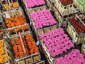 愛知県南知多町×花き/法人【42886】-top