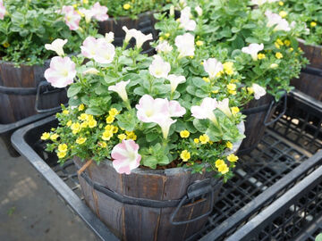 愛知県南知多町×花き/法人【42886】-1