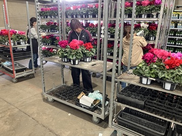 愛知県南知多町×花き/法人【42886】-3