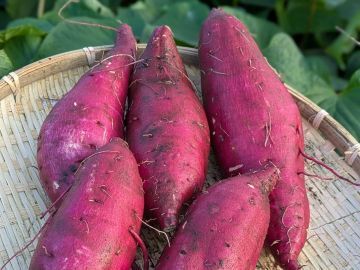 株式会社CREATE AGRI-7