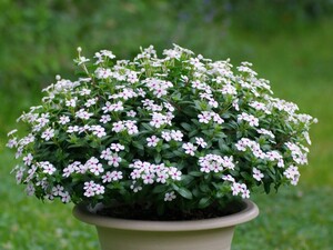 千葉県酒々井町×花卉・育苗/法人【42897】-top