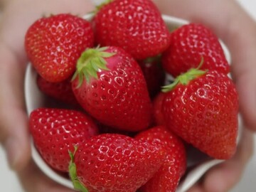 千葉県酒々井町×花卉・育苗/法人【42897】-2