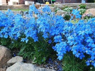 千葉県酒々井町×花卉・育苗/法人【42897】-1