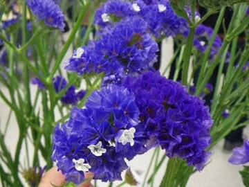 山梨県・長野県×花卉・育苗/法人【42900】-top