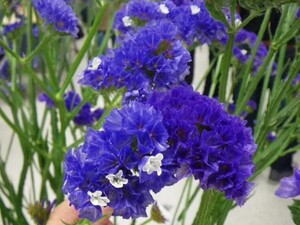 山梨県・長野県×花卉・育苗/法人【42900】-top