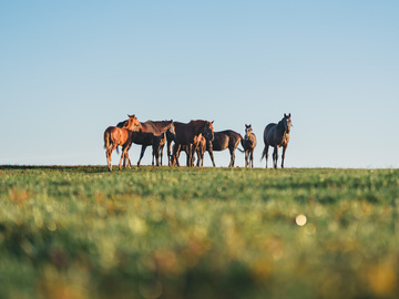 トド岩高原銀河農場物語有限会社【競走馬の生産・飼育管理】-1