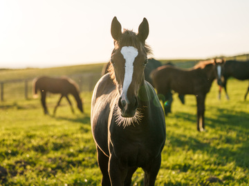 トド岩高原銀河農場物語有限会社【競走馬の生産・飼育管理】-3