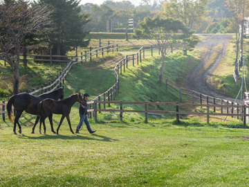 トド岩高原銀河農場物語有限会社【競走馬の生産・飼育管理】-5
