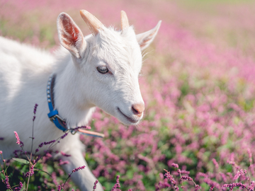 トド岩高原銀河農場物語有限会社【競走馬の生産・飼育管理】-4