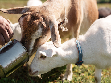 トド岩高原銀河農場物語有限会社【競走馬の生産・飼育管理】-6