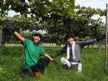 鳥取県北栄町　地域おこし協力隊募集【ワイナリーでブドウ栽培】-top
