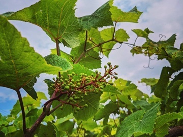 鳥取県北栄町　地域おこし協力隊募集【ワイナリーでブドウ栽培】-3