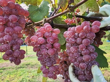 鳥取県北栄町　地域おこし協力隊募集【ワイナリーでブドウ栽培】-2