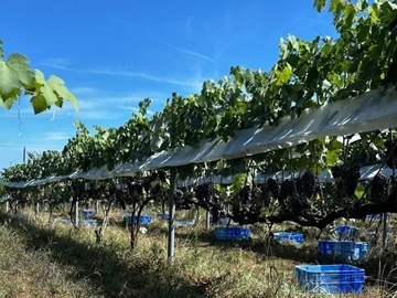 鳥取県北栄町　地域おこし協力隊募集【ワイナリーでブドウ栽培】-6