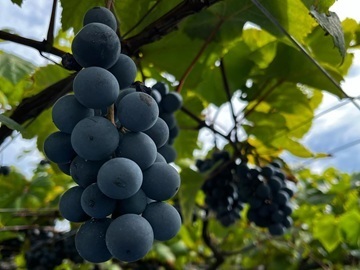 鳥取県北栄町　地域おこし協力隊募集【ワイナリーでブドウ栽培】-7