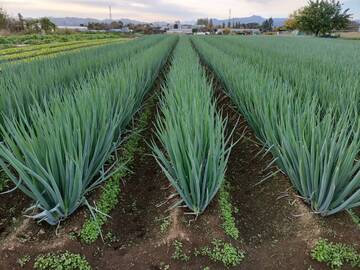 石川ファーム-2