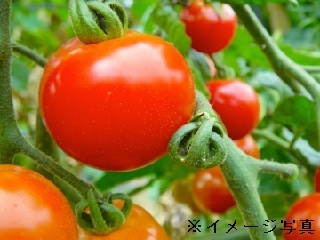 静岡県富士宮市×施設野菜/法人【42912】-top