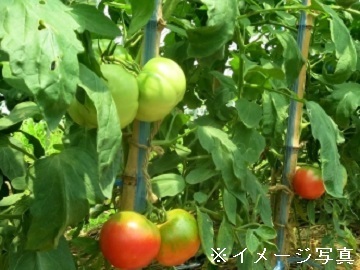 静岡県富士宮市×施設野菜/法人【42912】-2