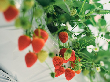 福井県美浜町 農業研修生募集-2